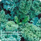 SCARBOROUGH SEEDS Blue Curled Scotch Kale 500 seeds Non-GMO Fresh Garden Seeds