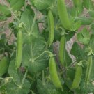 SCARBOROUGH SEEDS LINCOLN PEAS