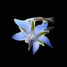 150+ BORAGE SEEDS SPRING HERB GARDEN PEST REPELLENT BLUE STAR FLOWER NON-GMO US