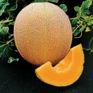 SCARBOROUGH SEEDS Cantaloupe, Hale's Best Jumbo 50