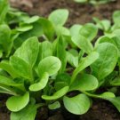500+Dutch Corn Salad Plant Seeds Lamb’s Lettuce Mache Locusta Herb Vegetable USA
