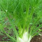 100+Florence Fennel Seeds Microgreen Microherb Garden Fresh USA
