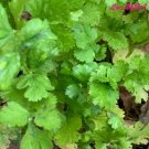 SCARBOROUGH SEEDS.100 Cilantro Seeds