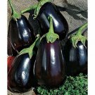 SCARBOROUGH SEEDS Black Beauty Eggplant Seeds