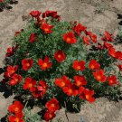 500 Organic California Poppy Red Chief seeds