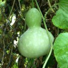 SCARBOROUGH SEEDS SUMMER SQUASH YELLOW STRAIGHTNECK 25