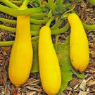 200+ Radish Seeds White Icicle Radish Non GMO Garden Vegetable Seeds USA