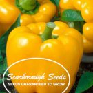 SCARBOROUGH SEEDS 50 Spacemaster 80 Cucumber Seeds