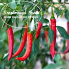 SCARBOROUGH SEEDS Cayenne Long Slim Pepper Seeds