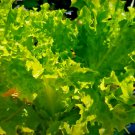 1000+ LETTUCE BUTTERCRUNCH SEEDS SALADS VEGETABLE GARDEN HEIRLOOM MICROGREENS US