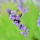 1200+ LAVENDER VERA SEEDS SPRING MOSQUITO INSECT REPELLENT PERENNIAL NON-GMO USA