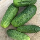 100 Organic National Pickling Cucumber seeds