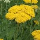 600 Golden Yarrow seeds