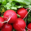 300 Organic Early Scarlet Globe Radish seeds