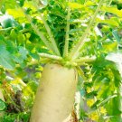 400 Organic Daikon Radish seeds