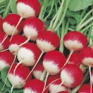 400 Organic Sparkler Radish seeds