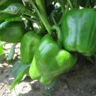 100 Organic Green Cal Wonder Bell Pepper seeds