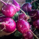 300 Organic Purple Plum Radish seeds