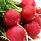300 Organic German Giant Radish seeds