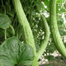 100 Organic Metki Pale Green Armenian Yard Long Cucumber seeds