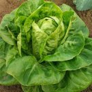 300 Organic Little Gem Romaine lettuce seeds