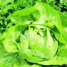 200 Buttercrunch lettuce seeds