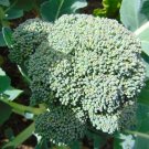 200 Waltham 29 Broccoli seeds