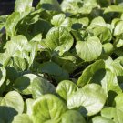 300+ Komatsuna Tendergreen Spinach Mustard seeds