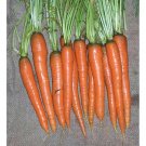 400 Imperator 58 Carrot seeds