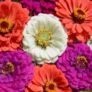 200 Zin Master Zinnia Seeds