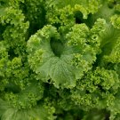 300+ Southern Giant Curled Mustard seeds