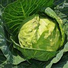 300 Golden Acre Cabbage seeds