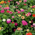 200 Zinnia Seeds