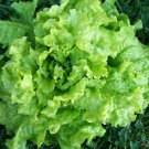 300 Black seeded simpson lettuce seeds