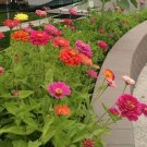 300 Dahlia Flowered Zinnia Seeds