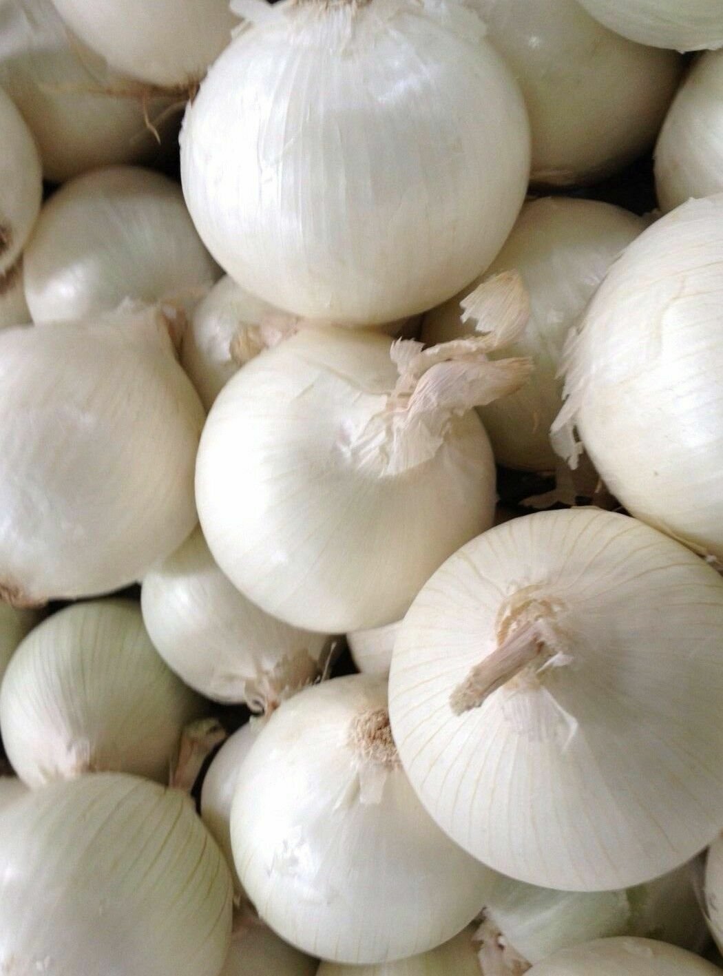 200+ White Sweet Spanish Onion seeds