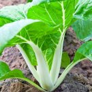 400 Organic Pak Choi Cabbage seeds