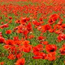 800 American Legion Corn Poppy seeds