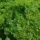 200 Organic Triple Moss Curled Parsley seeds