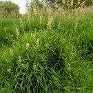 300 seeds reed canary grass Phalaris arundinacea Ornamental native
