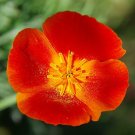300 Organic California Poppy Makido Red seeds