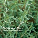SCARBOROUGH SEEDS SUMMER SAVORY - 500 Seeds