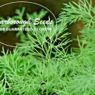 Scarborough Seeds 300 BOUQUET DILL SEEDS