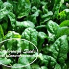 SCARBOROUGH SEEDS 100 SEEDS Giant Noble Spinach