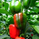 50+ California Wonder Bell Sweet pepper Seeds Heirloom
