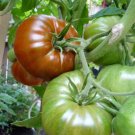 50+ Organic Black Krim Tomato Seeds Large Beefsteak Rare Russian Heirloom USA