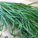 250+Garlic Chives Seeds(Allium tuberosum) Chinese Chives Jiu cai Vegetable USA