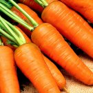 1000+ Carrot Seeds Chantenay Red Cored Carrot Non GMO Vegetable Garden Seeds USA