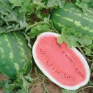 25+All Sweet Watermelon seeds descended from Crimson Sweet Fruit 25-35lb USA