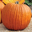 10+ Connecticut Howden’s Field Pumpkin Seeds carving or decorative pumpkins